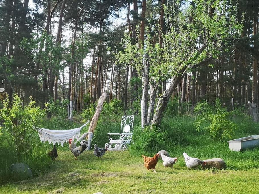 Gaestesuite Am Waldrand, Ausstieg Auf Zeit Heideblick Exterior foto